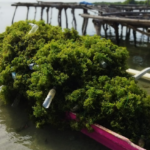 Peningkatan Produksi Olahan Makanan dari Rumput Laut dengan Teknologi Tepat Guna di Desa Sanrobone Kabupaten Takalar